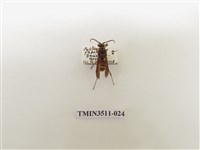 藏品(日本長腳蜂)的圖片